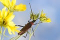 Closeup Longhorn beetle on yellow flower against blue sky Royalty Free Stock Photo