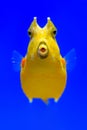 Closeup of longhorn cowfish under blue water. Royalty Free Stock Photo