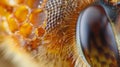A closeup look at a bees labrum the uppermost part of the mouthparts which forms the roof of the mouth. Its smooth Royalty Free Stock Photo