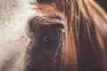 Closeup look of the eye of a brown horse under sunlight with a blurry background Royalty Free Stock Photo