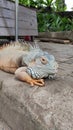 Closeup look of Iguana, Singapore