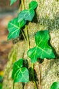 Closeup look of ivy in forest