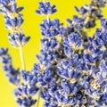 Closeup look of lavander