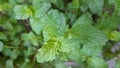 Closeup look of mint leaves