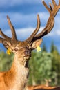 Closeup Look of Reindeers Running Around in Latvia