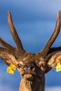 Closeup Look of Reindeers Running Around in Latvia