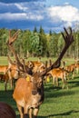 Closeup Look of Reindeers Running Around in Latvia