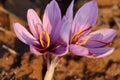 Closeup look of saffron flowers in kashmir valley, india