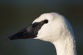 Closeup look of trumpeter Swan resting at lakeside