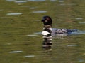 Closeup of a loon in a lake in Northern Minnesota Royalty Free Stock Photo