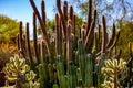 Closeup of Lophocereus schottii on a sunny day Royalty Free Stock Photo