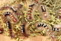 Closeup of a lot of caterpillars chews the leaves of the plant. Royalty Free Stock Photo