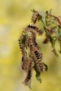 Closeup a lot of caterpillars chews the leaves of the plant.