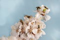 Closeup a lot of wasps on flowers of apricot tree