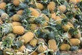 Closeup Lots of pineapple in the market