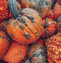 Closeup of lots of pumpkins in Pittsburgh