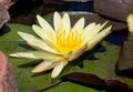 Closeup Lotus