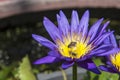 Closeup lotus bee swarm Royalty Free Stock Photo