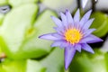 Closeup lotus flower