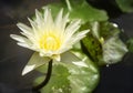 Closeup lotus flower with bee swarm