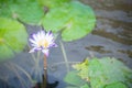 Closeup of a lotus flower selective focus and shallow depth of field.Purple lotus in a small pond Royalty Free Stock Photo