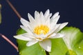 Closeup Lotus flower