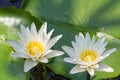 Closeup Lotus flower