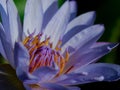 The closeup lotus
