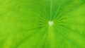 Closeup Lotus leaf texture,green leaf background
