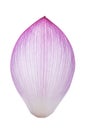 Closeup on lotus petal on white background Royalty Free Stock Photo