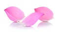 Closeup on lotus petal on white background