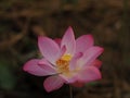 Lotus Pink Flower Petals wide petals with a pointed tip curved inward to the inside on Blurred of nature background