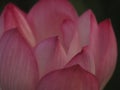 Closeup Lotus Pink Flower Petals wide petals with a pointed tip curved inward to the inside on burred background