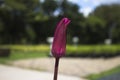 Closeup, Lotus purple waiting time for bloom Royalty Free Stock Photo