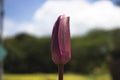 Closeup, Lotus purple waiting time for bloom Royalty Free Stock Photo