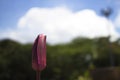 Closeup, Lotus purple waiting time for bloom Royalty Free Stock Photo