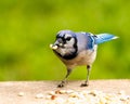 Closeup of a lovely Blue Jay eating nuts while perched on the ground Royalty Free Stock Photo