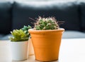 Closeup lovely cactus under morning light on wooden taable minimal stlye home decoration