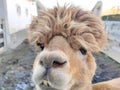 Closeup lovely curious funny alpaca brown colored headshot Royalty Free Stock Photo