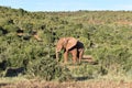 Closeup of a lovely elephant in Addo Elephant Park in Colchester, South Africa Royalty Free Stock Photo