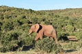 Closeup of a lovely elephant in Addo Elephant Park in Colchester, South Africa Royalty Free Stock Photo