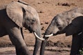 Closeup of a lovely elephant couple on a waterhole in Addo Elephant Park in Colchester, South Africa Royalty Free Stock Photo