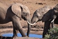 Closeup of a lovely elephant couple on a waterhole in Addo Elephant Park in Colchester, South Africa Royalty Free Stock Photo