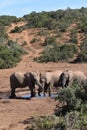 Closeup of a lovely elephant family at a waterhole in Addo Elephant Park in Colchester, South Africa Royalty Free Stock Photo