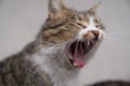Closeup lovely gray cat yawning