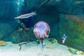 Closeup of a lovely manta ray swimming in an ocean with fishes in the background