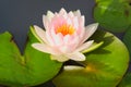 A closeup of a lovely soft, light pink lotus, with yellow center, floating among its adjoining leaves.