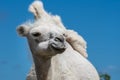 Closeup low angle front view of a female white camel