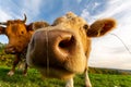 Closeup low-angle shot of a herd of cows sniffing the camera in the green field under the blue sky