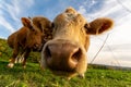 Closeup low-angle shot of a herd of cows sniffing the camera in the green field under the blue sky